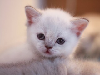 Под Волоколамском ищут хозяев для двух брошенных котят