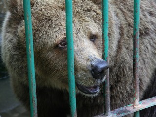 Огромный черный медведь почесал живот в лесах под Дмитровом и попал на камеру