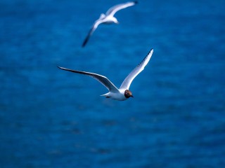 Где туристам из Подмосковья дешевле всего отдохнуть на Черном море в бархатный сезон