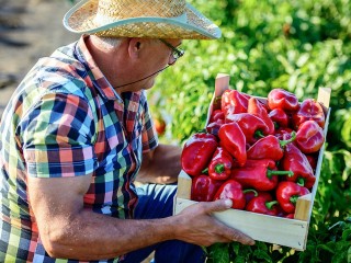 Дачный Лунный календарь: что делать на участке 5 сентября
