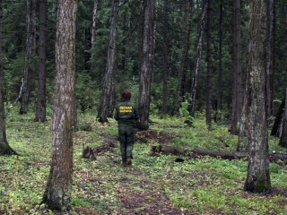 Заблудившегося рыбака вывели из леса под Воскресенском