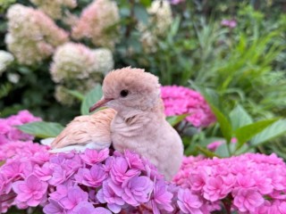 Птенец краснокнижной горлицы нашел приют и спасение у жителя Запрудни