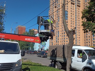 На улице Левонабережной спилили ветки, которые мешали проезду машин
