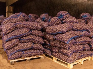 Озерские аграрии отправили собранный урожай картофеля на полки овощехранилищ