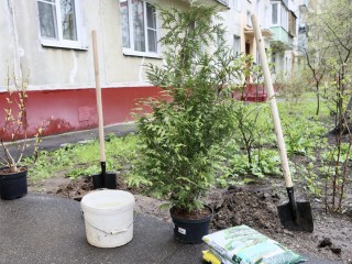 В Королеве стартовала акция «Сохраним лес вместе»