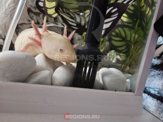 Улыбка аксолотля: какова ее цена и о чем никогда не расскажут в зоомагазине