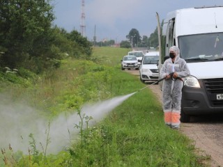 Вдоль подмосковных трасс уничтожен борщевик