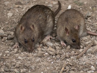 Жители пятиэтажки Электрогорска заметили у дома крупных крыс