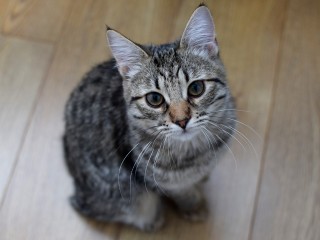 В Волоколамске ищут пугливую кошку, которая упала с балкона