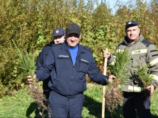 Пожарные высадили молодой лес в Лотошине