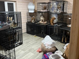 Грязные и забитые: что известно о скандальной зоогостинице в Чехове
