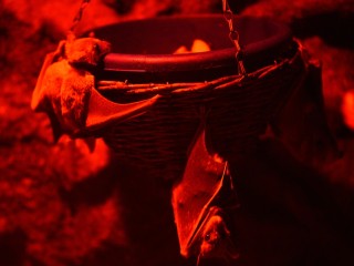 Летучая мышь уснула в гимназии имени Татищева