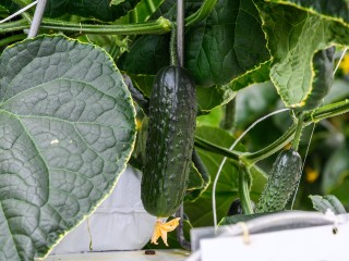 Тепличные комплексы обеспечивают жителей Подмосковья свежими овощами круглый год