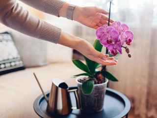 Названы комнатные растения, которые могут заменить очиститель воздуха
