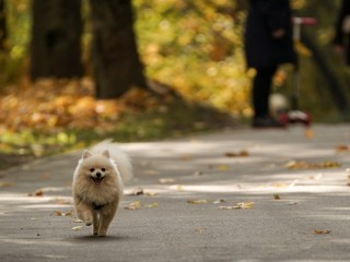 Осень вступает в права: в Московском регионе похолодает уже на следующей неделе