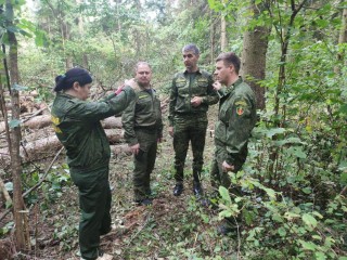 Неликвидную древесину и аварийные деревья убрали в лесах Подмосковья