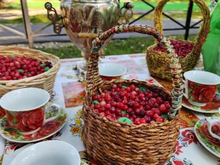 Богатые на клюкву места нашли в подмосковных лесах