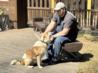 Мобильная ветеринарная станция приедет в парк «Сосновый бор»