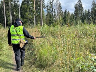 В Домашевском лесничестве провели инвентаризацию молодых деревьев