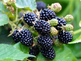 Как отметить День ежевики вкусно и с пользой для здоровья
