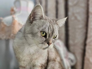 Кошки, пережившие войну, ищут заботливых хозяев в Одинцове