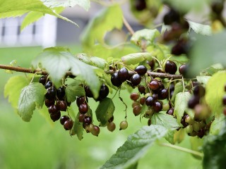 Октябрь все решит: на обработку смородины от клеща остались считанные дни