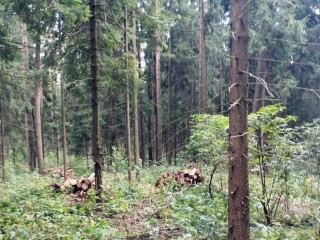 В Ямкинском лесничестве расчистят лес