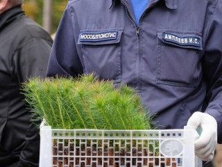 Жители Пушкино приняли участие в экологической акции по посадке деревьев