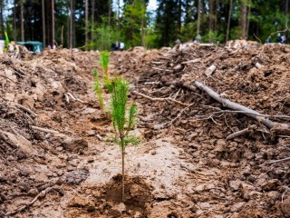 Это хвойное спасет сад от ржавчины — микробиота, которую стоит посадить