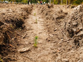 Жители Пушкино высадили лес вместе с детьми