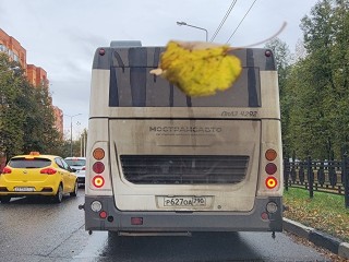 Родители инициировали запуск автобусов для 54 детей «Золотого петушока»