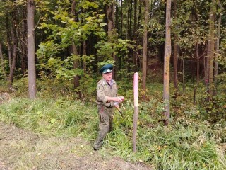 Неликвидную древесину уберут под Звенигородом