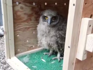 Бесплатным жильем и корюшкой на обед обеспечили под Волоколамском редкую птицу