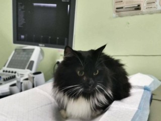 Как кот Тайсон решил заняться шитьем и попал на операционный стол
