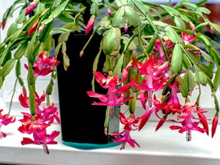 Что поможет декабристу зацвести быстрее: хитрый трюк с кубиками льда в октябре