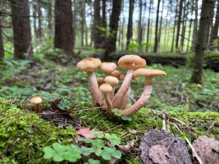 Заядлый грибник из Солнечногорска рассказал, где собирать опята