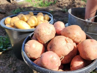 В чем кроется серьезная опасность картофеля