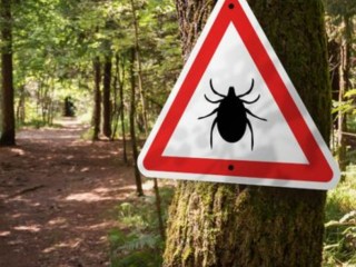 В Подмосковье осень не отвадила клещей присасываться к людям