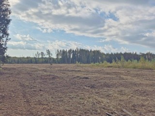 В Павлово-Посадском округе появятся свыше 10 га соснового леса
