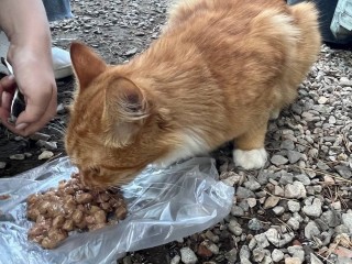 Миска добра для хвостатых: в Михневе прошла акция помощи бездомным животным