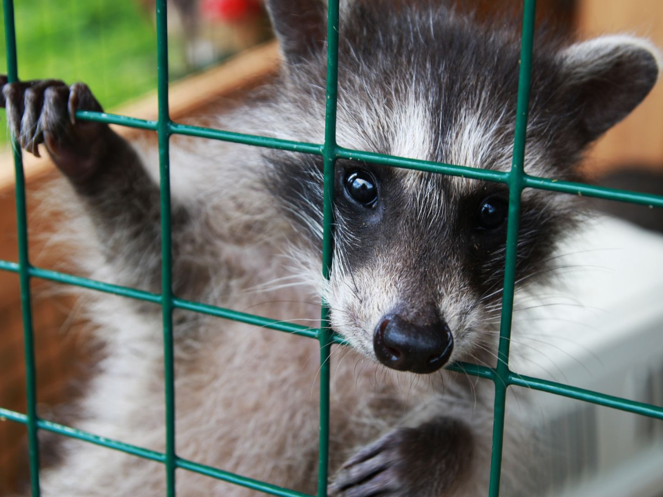 Животное с «маской грабителя» напало на кормящую руку хозяйки