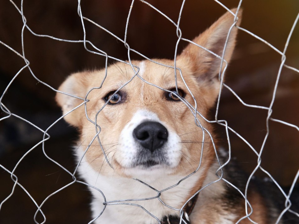 Помочь бездомным животным из приюта в селе Спасс просят волоколамцев