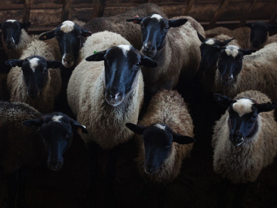 Их не остановить: беглые овцы терроризируют Волоколамск