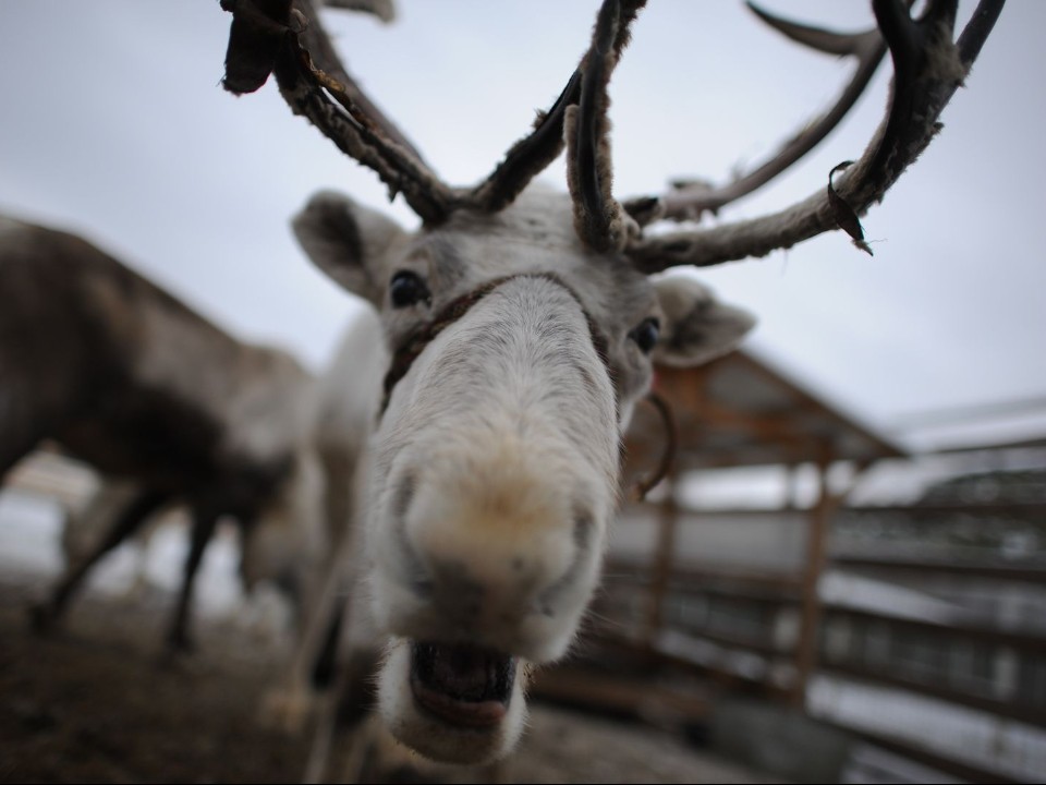 Оленя, бредущего в сторону ж/д станции, заметили волоколамцы