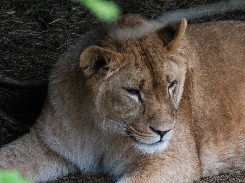 Тигр Цезарь из клинского приюта стал главным помощником вожака прайда