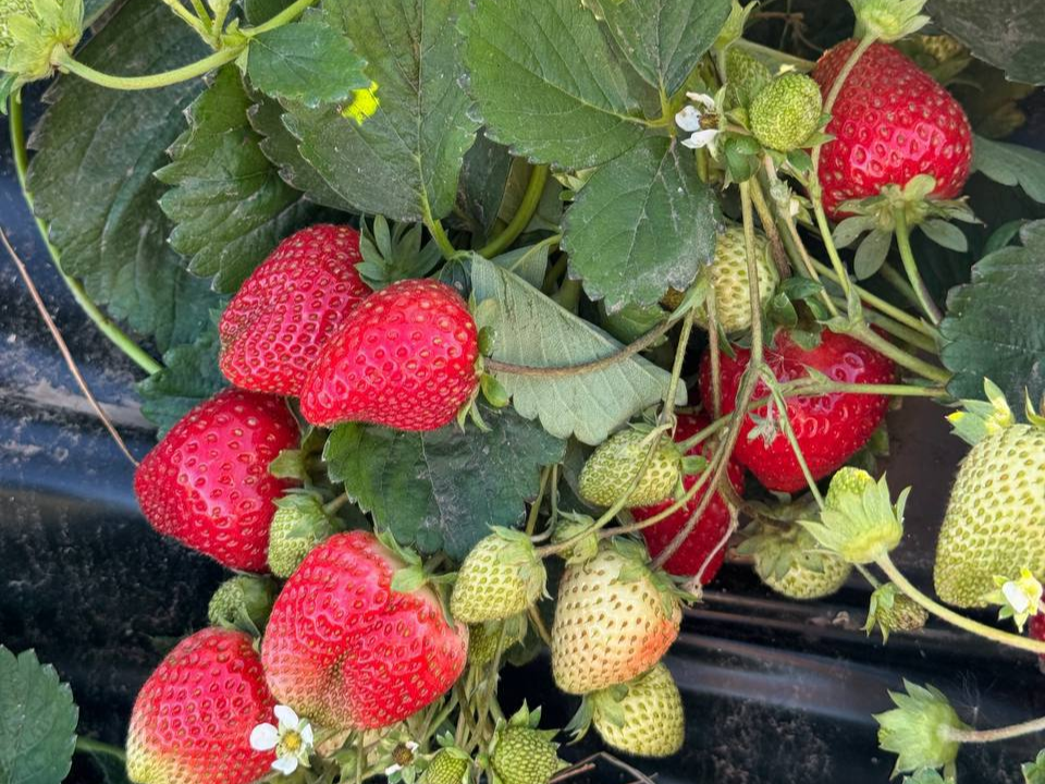 Фермерское хозяйство под Каширой готовит почву для будущего урожая клубники