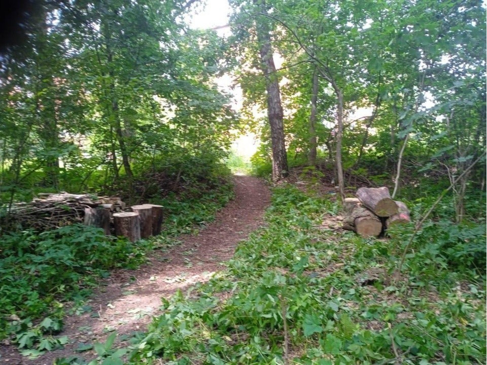 Диких животных в Кашире накормят лакомством против бешенства