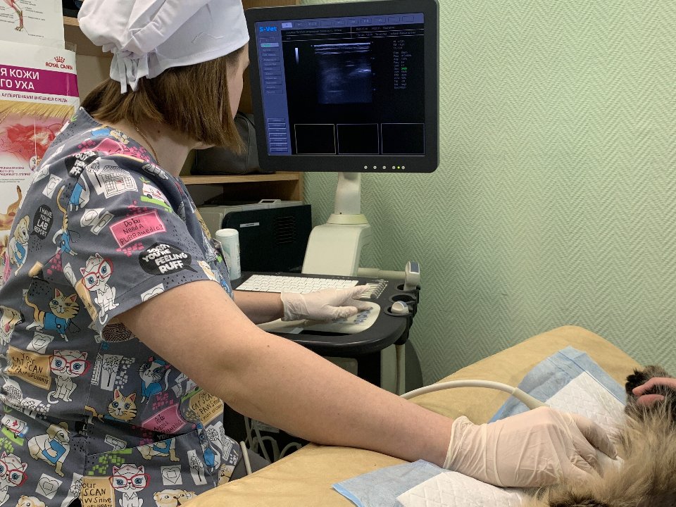 УЗИ Барсику: можайские школьники узнали тонкости работы ветврачей