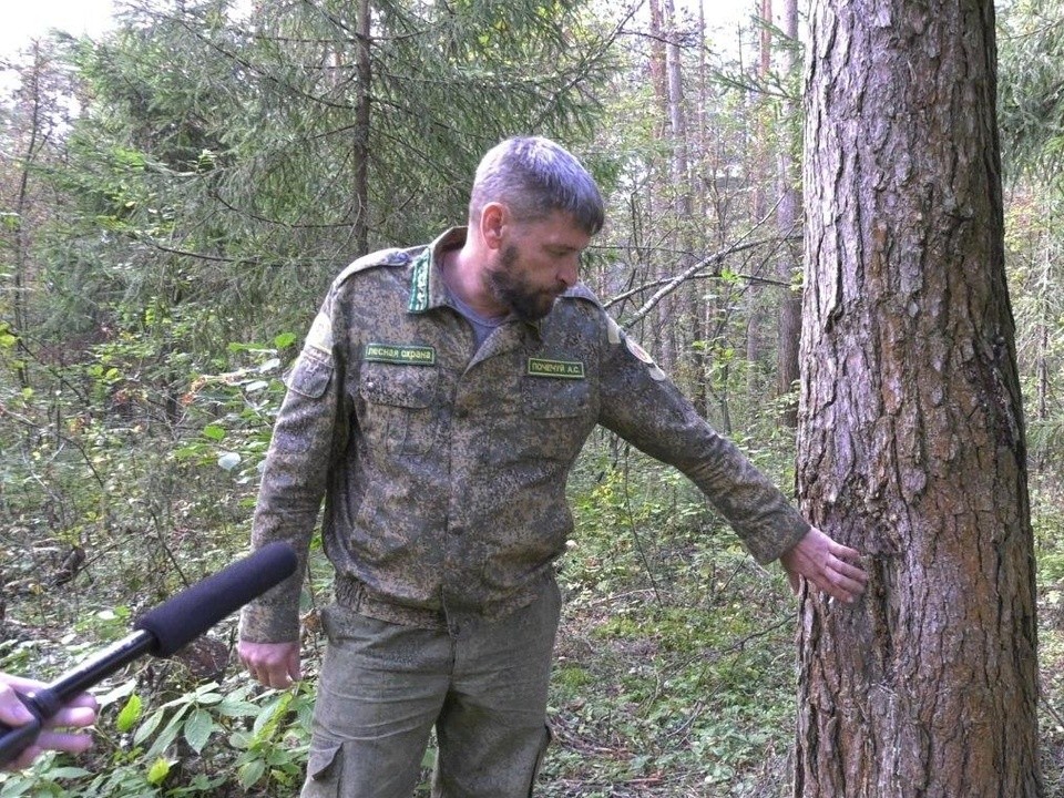 Причину вырубки деревьев в окрестностях Егорьевска раскрыли лесничие