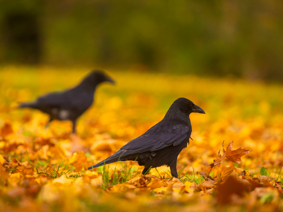 Грачи не улетели: почему птицы не покинули столичный регион вовремя